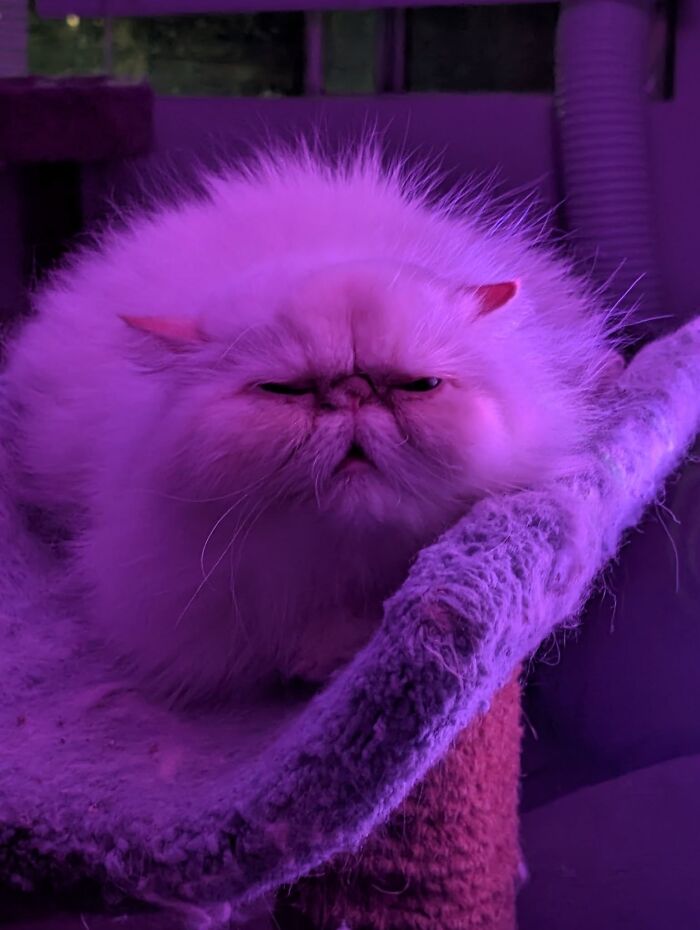 Fluffy cat with aeroplane ears resting on a perch, illuminated by purple light.