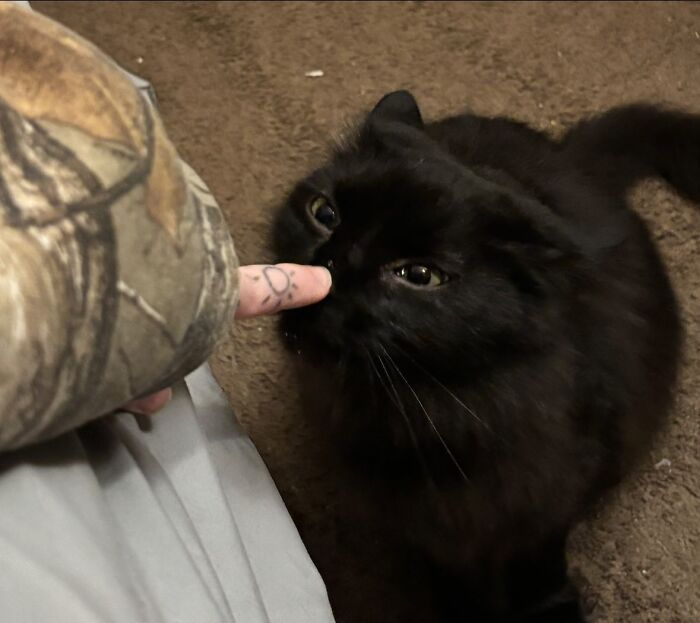 Black cat with aeroplane ears sniffing a person's finger on a carpet.