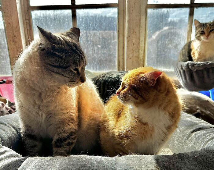 Cats with aeroplane ears lounging in sunlight by a window.