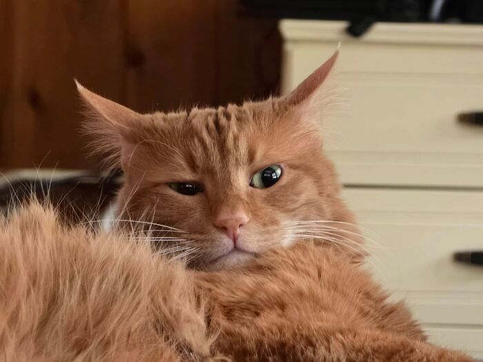 Fluffy ginger cat with aeroplane ears, lounging comfortably at home.