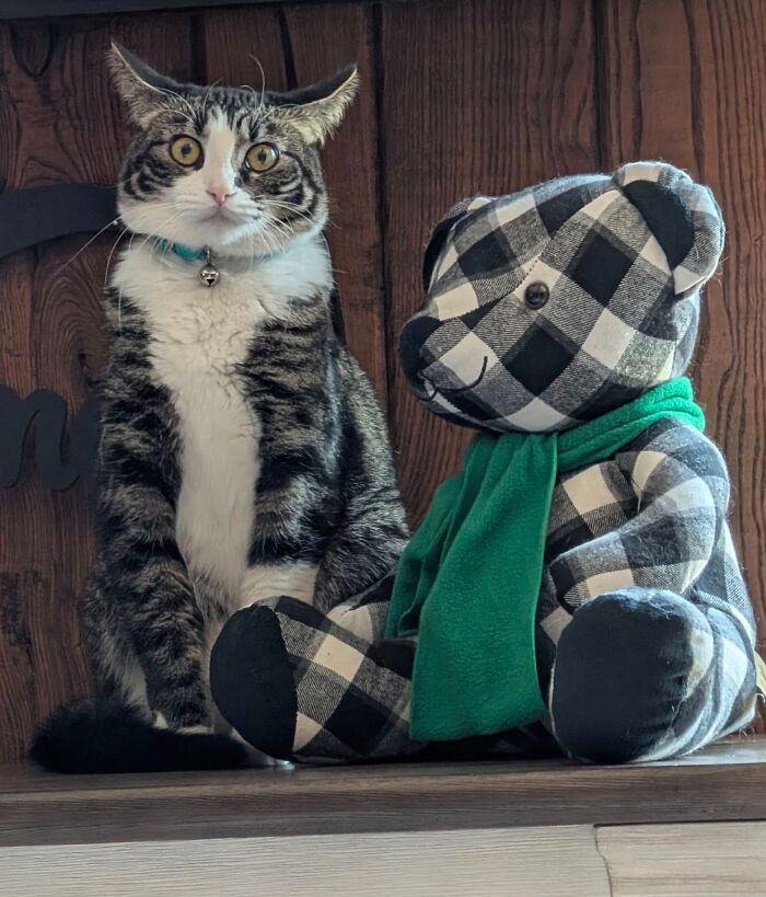 Cat with aeroplane ears sits beside a plaid teddy bear, both displaying a curious expression.