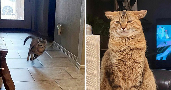 45 Adorable Cats Getting Ready For Takeoff With Their Aeroplane Ears From This Dedicated Page