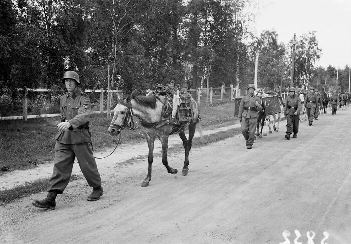 Soldier leading a horse with gear during WWII, marching along a tree-lined road.