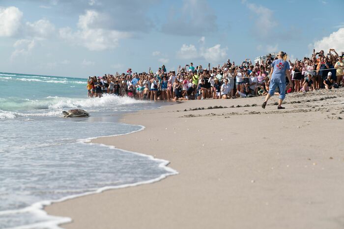 People Cheering For This Turtle At Loggerhead Marinelife Center