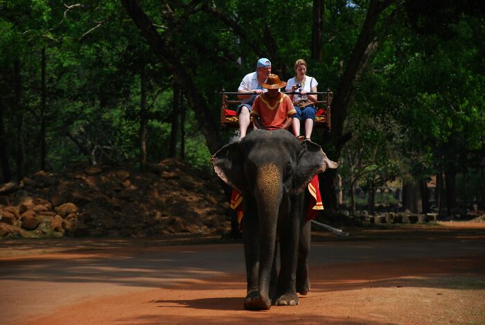 Tourists having a FOMO experience, riding an elephant on a dirt path in a forest setting.