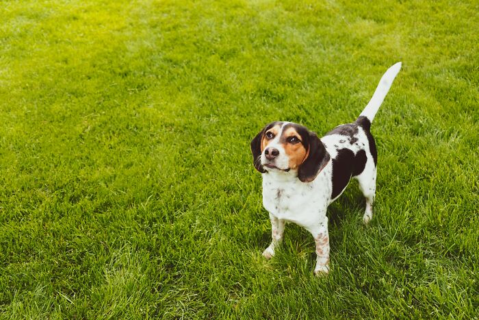 Dog standing on green grass, looking up with curious eyes.