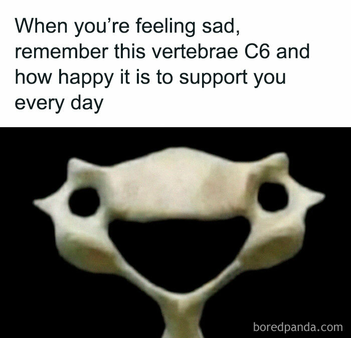 C6 vertebra meme humorously supports the stress of medical school.