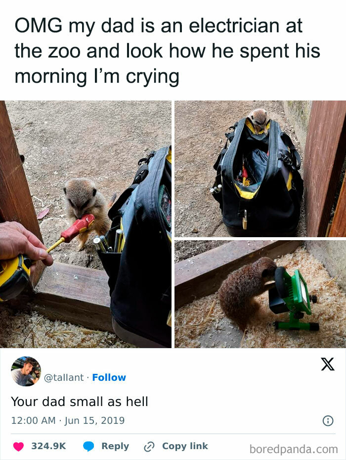 A funny meme showing a meerkat with electrician tools, humorously captioned about someone's dad working at the zoo.