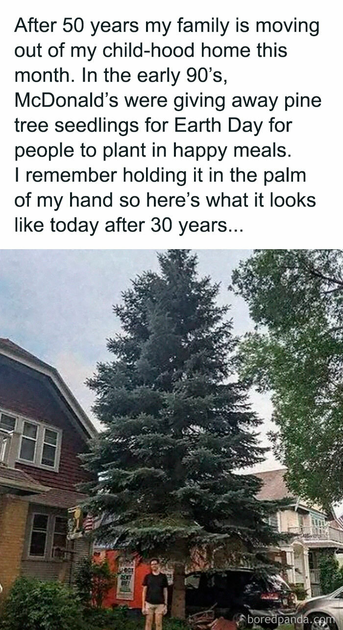 A tall pine tree planted 30 years ago from a McDonald's Earth Day seedling, now towering over a house, symbolizes millennial nostalgia.