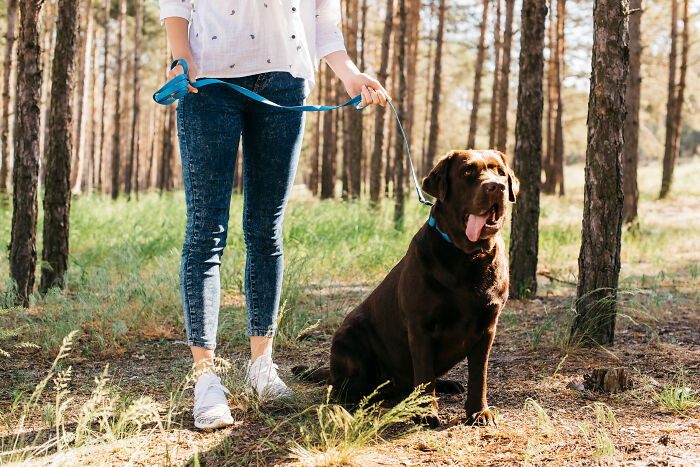 Person with a dog on a leash, standing in a forest, showcasing normal behavior in a natural setting.