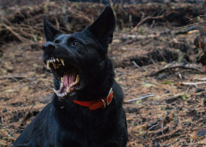 Black dog with open mouth showing teeth, wearing a red collar in a forest.