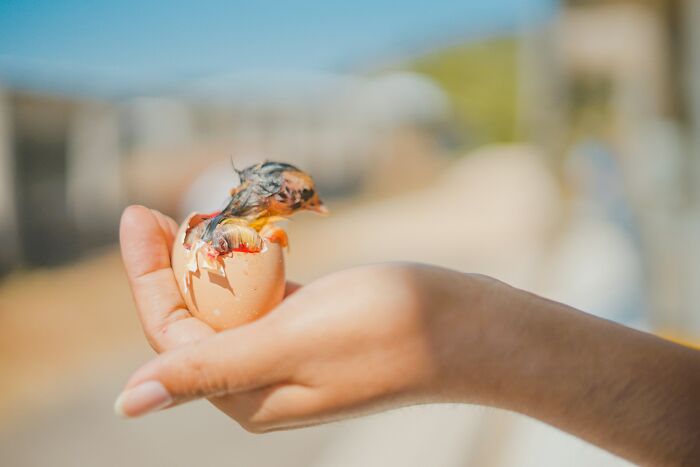 Person holds hatching chick in hand, capturing a surprising moment often associated with April Fools' pranks.