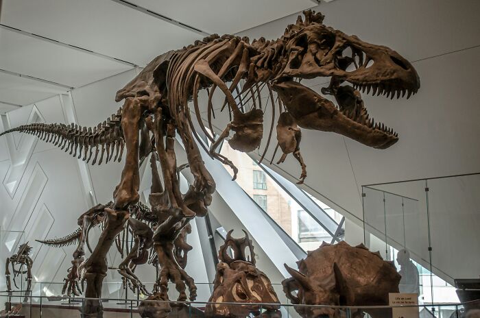 Dinosaur skeleton displayed in a museum, representing an exhibit with absolute confidence in historical accuracy.
