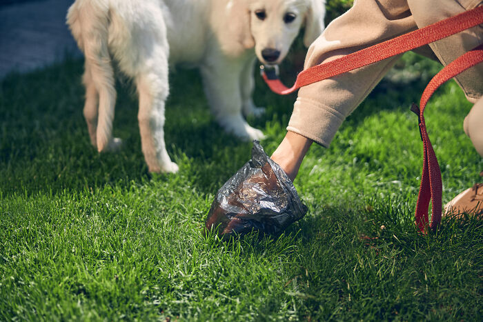 Woman picking up after her dog on grass, addressing neighbor&rsquo;s cat issue in shared yard.
