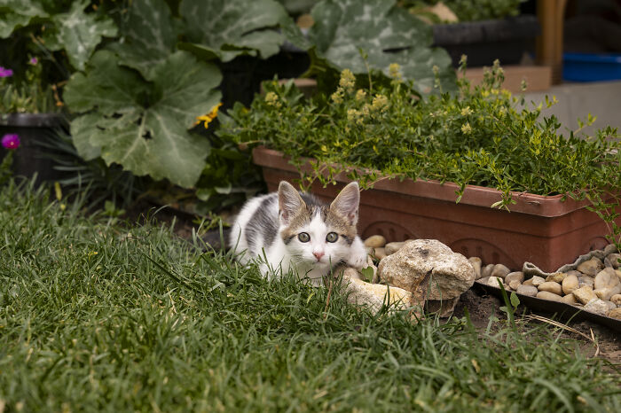 Cat resting in a garden surrounded by plants and grass, highlighting neighbor yard issues.