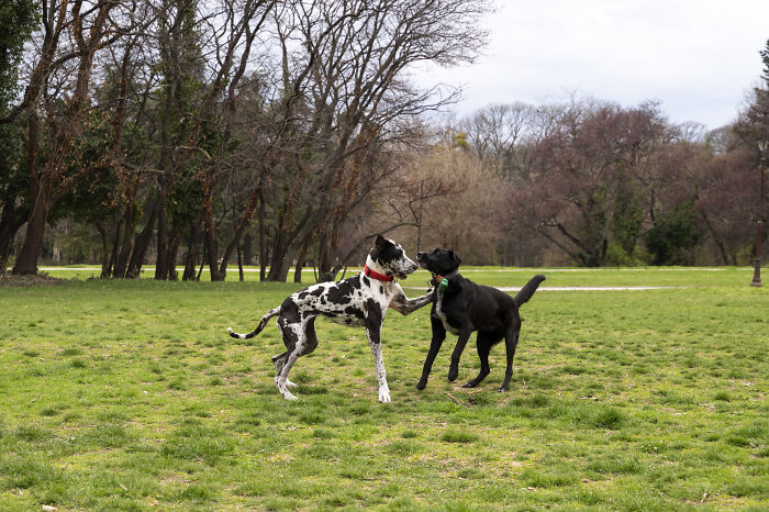 Two dogs playing in a grassy yard area bordered by trees.