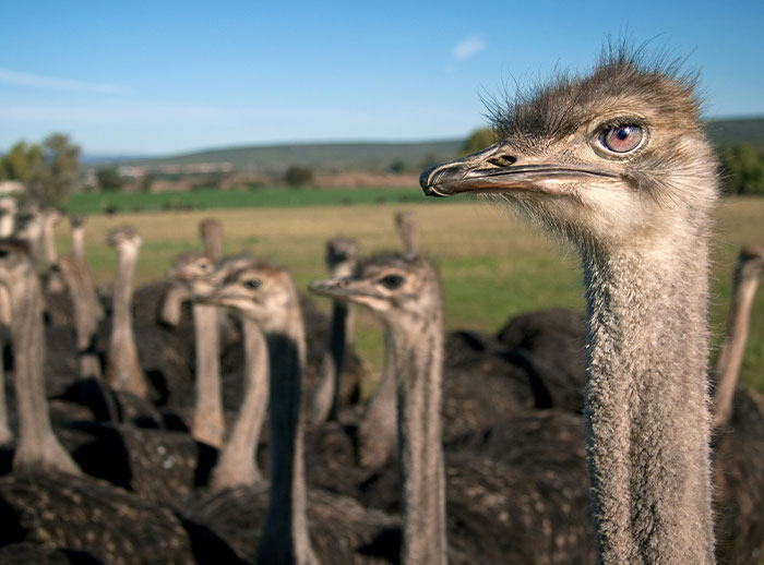 Ostrich in a field with a group, illustrating a flop moment in nature.