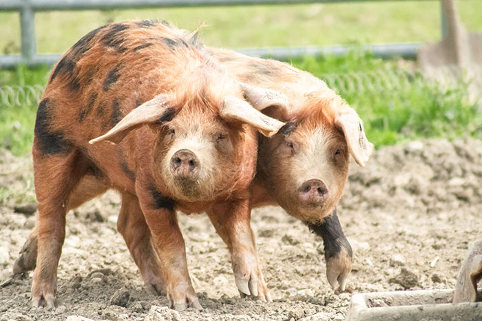 Two pigs walking in a muddy field, showcasing normal farm life.