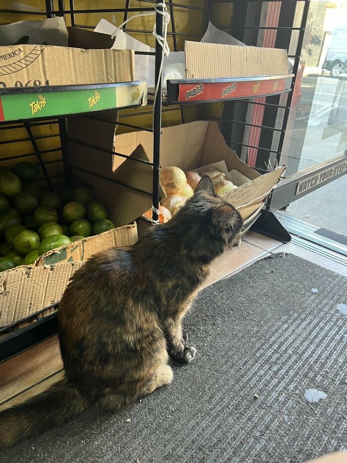 The Legendary Zorro Swipe: When Bodega Cats Fight City Hall
