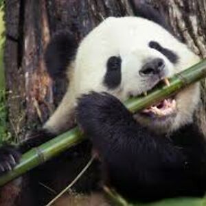 dahlia-kipfer avatar