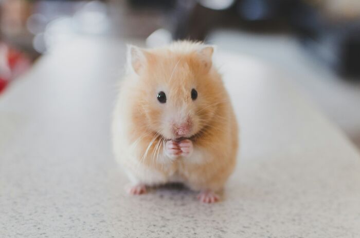 Cute hamster sitting on a countertop, representing a secret pet in an apartment setting.