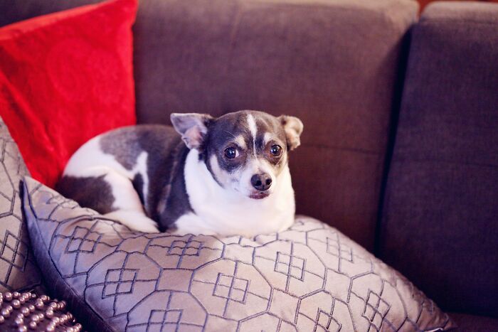 Cute dog resting on a decorative couch pillow, exemplifying hidden pets in rented homes.