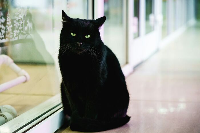 Black cat sitting indoors, hidden from landlord, staring intently.