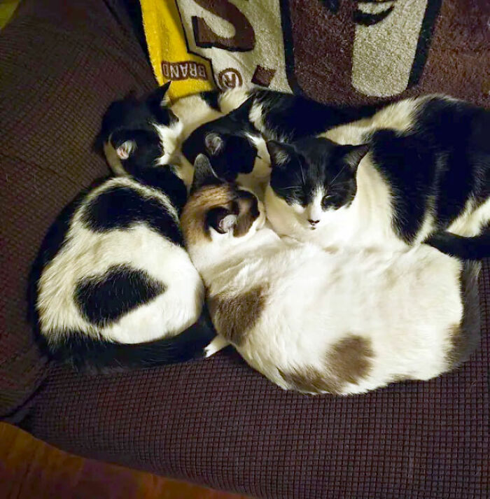 Five cats cuddled together on a sofa, showcasing pets hidden from landlord.