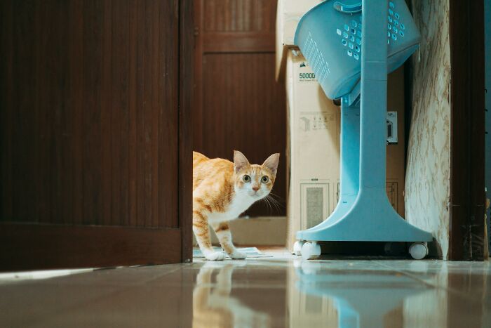 Orange cat peeking through a doorway beside cardboard boxes, representing hidden pets from landlords.
