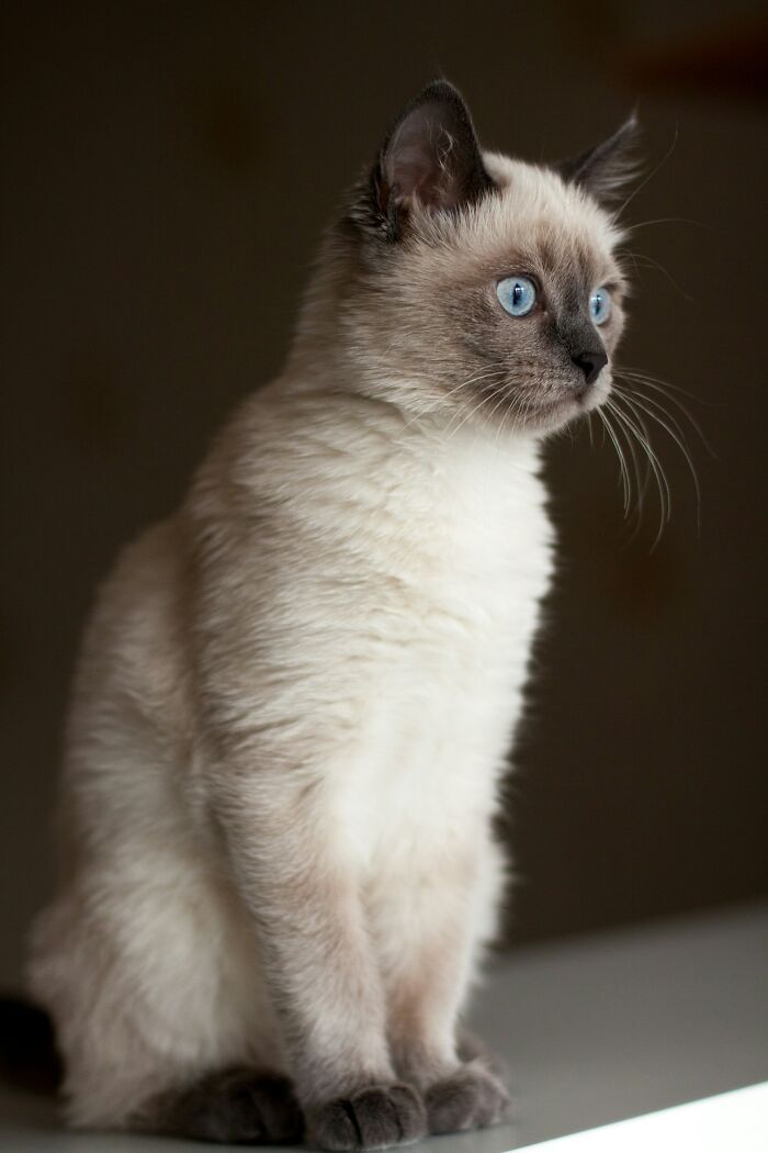 A Siamese cat sitting indoors, representing pets hidden from landlords.