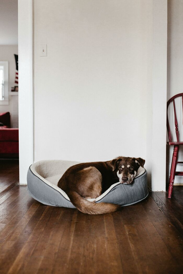 A dog resting in a cozy dog bed on a wooden floor, capturing a hidden pet scenario.