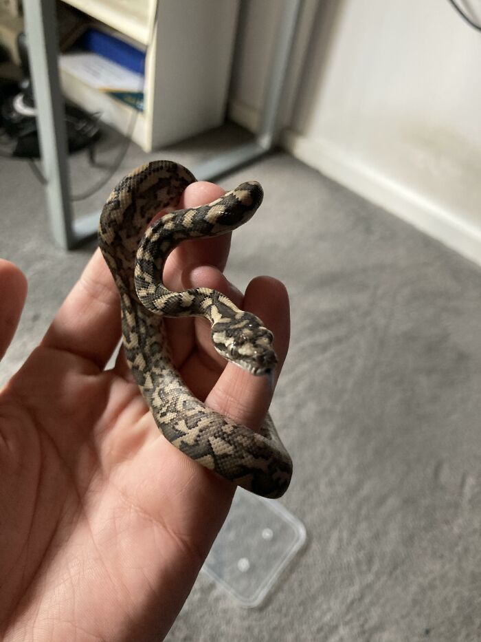 Small pet snake held in hand, representing secret pets hidden from landlords.