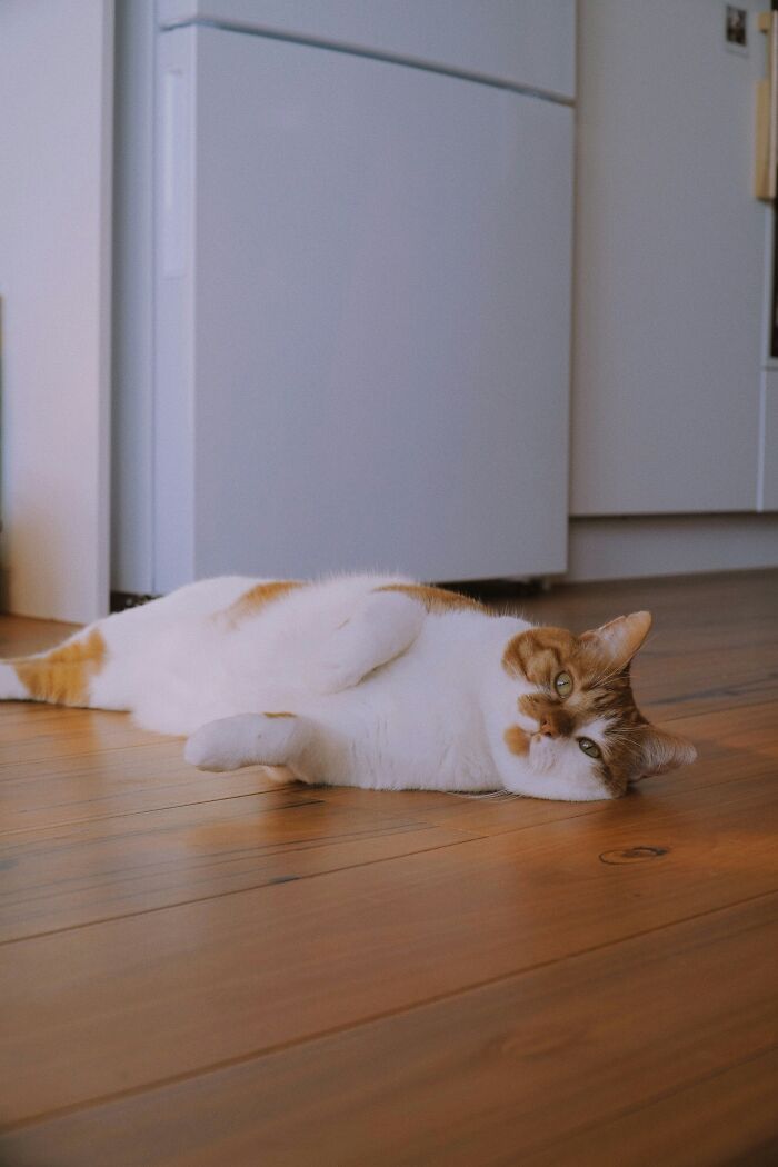Cat relaxing on wooden floor, embodying the secret life of pets hiding from landlords.