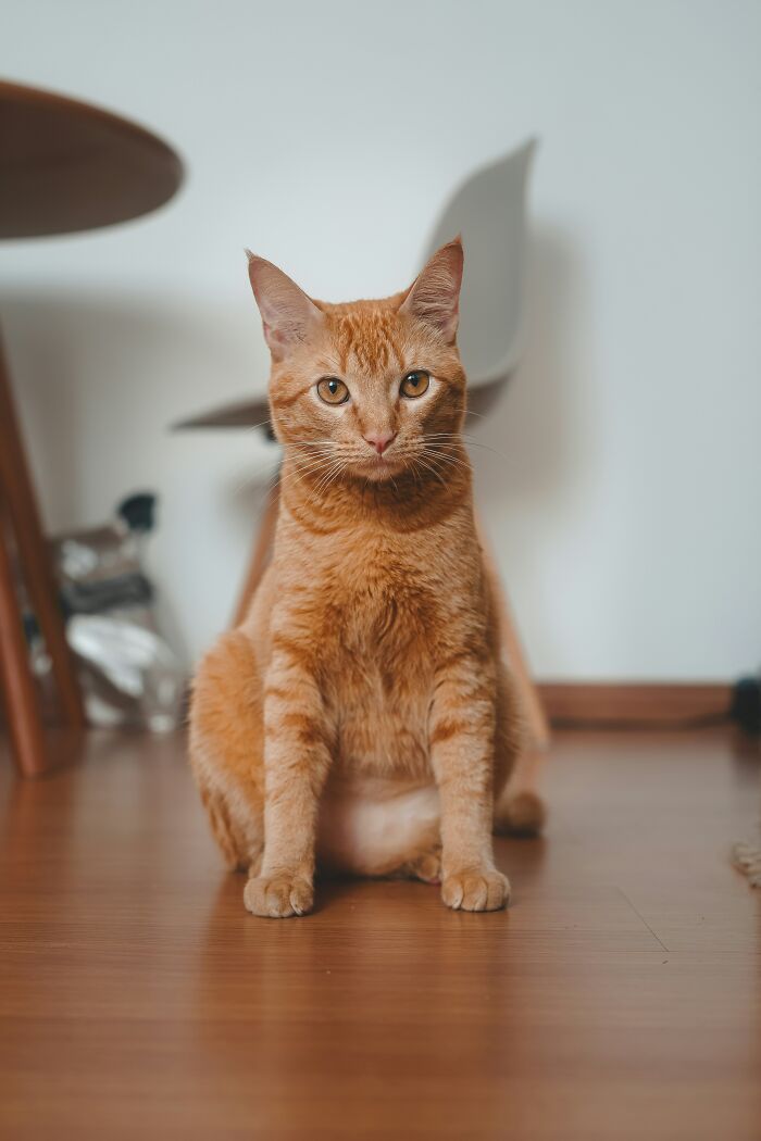 Orange cat sitting on wooden floor, looking curious.