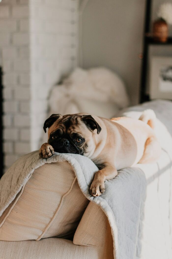 Pug resting on the back of a sofa, looking curious and relaxed, illustrating hidden pets from landlords scenario.