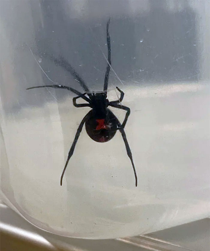 Araña peligrosa en un contenedor, vista de cerca, mostrando su distintivo abdomen con marcas rojas.