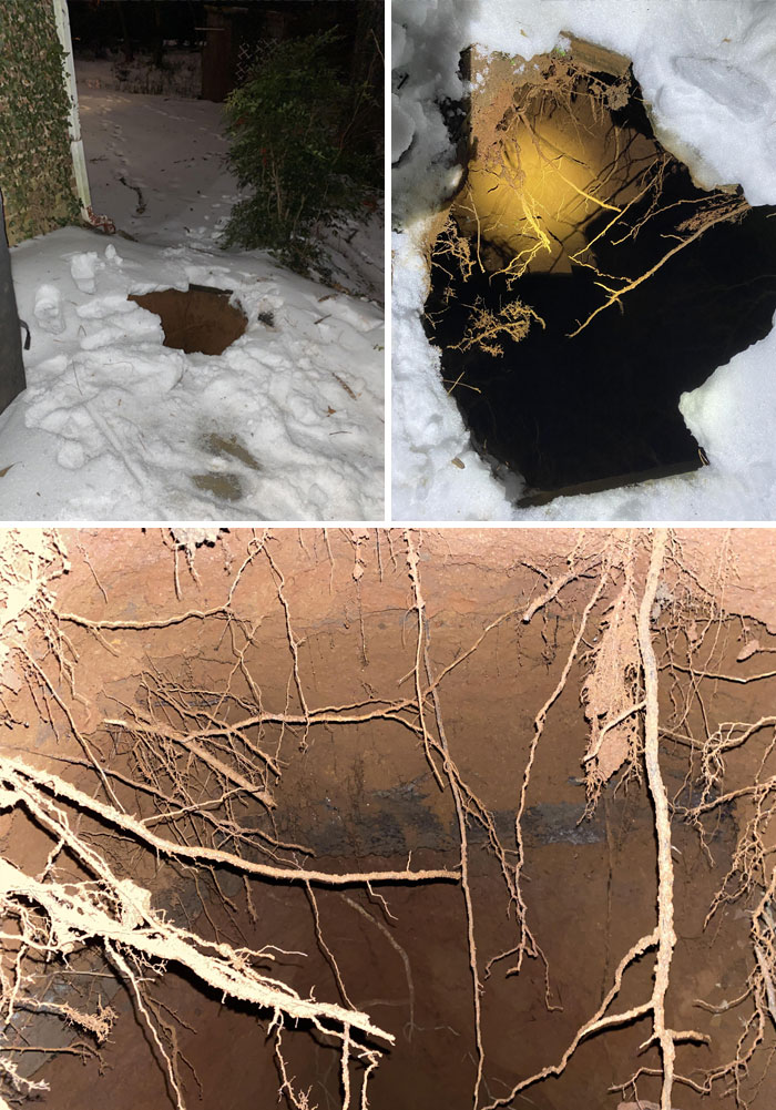 Dangerous images of a snowy hole revealing roots underground.