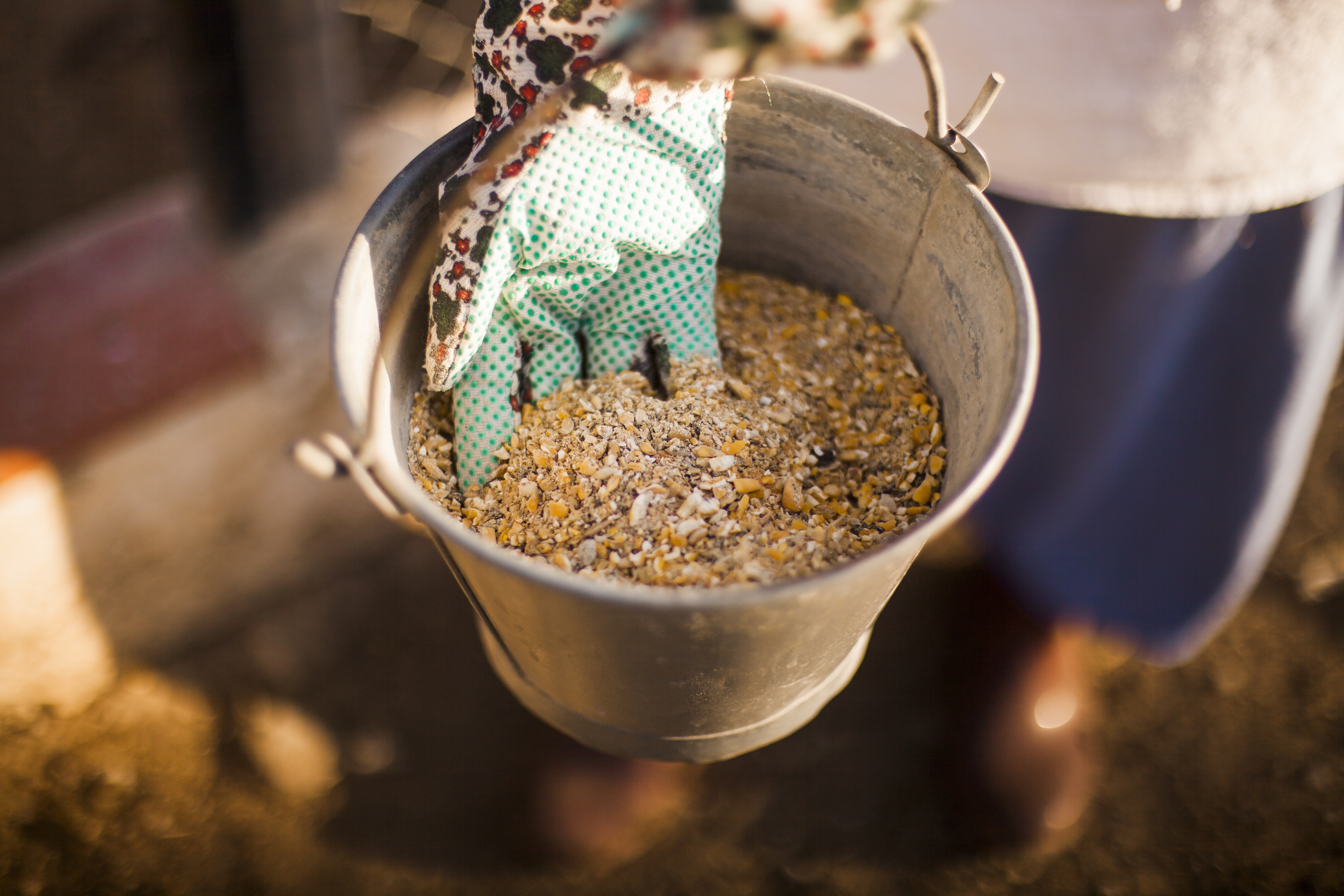Gloved hand in a bucket of grains, potentially linked to revenge on a neighbor harming cats.
