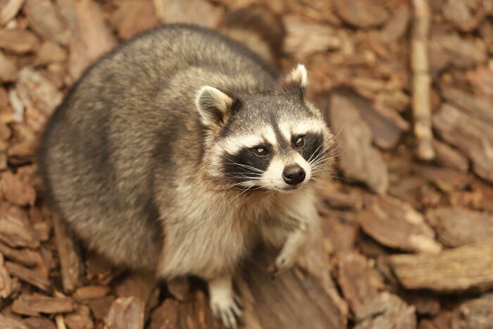 Raccoon looking up on a forest floor with wood chips, representing wild animal chaos in nature.