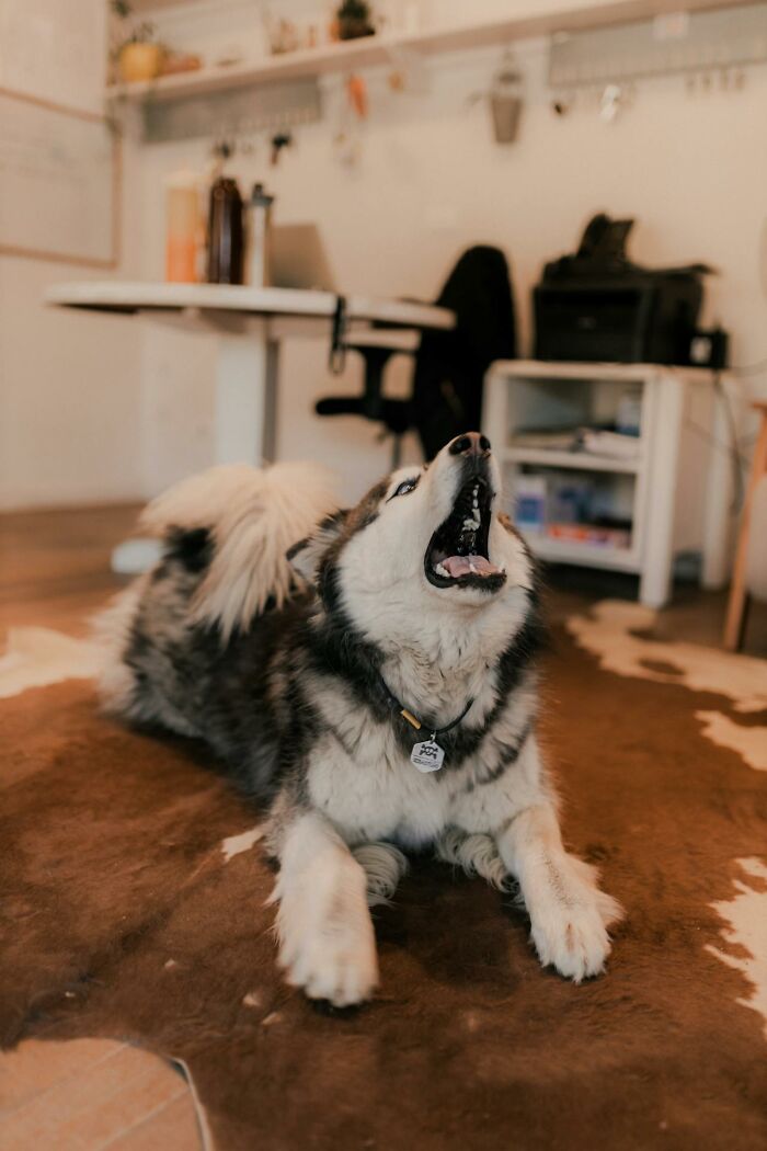 Dog howling on a rug in a cozy home office setting, related to mom sanity hacks.