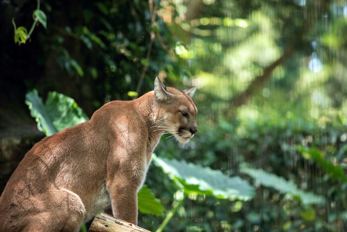 Mountain lion resting on a log surrounded by dense greenery, illustrating wild animal chaos in nature.