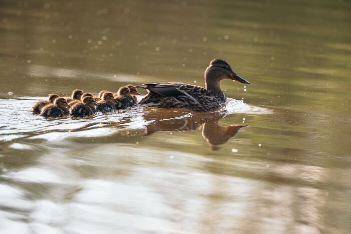 Duck leading ducklings on a calm pond, reflecting serene nature, contrasting with appalling events theme.