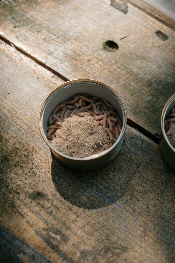 Container of maggots on a wooden surface, illustrating disturbing medical findings.