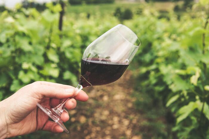 A hand holding a wine glass in a vineyard setting, with lush green vines in the background.