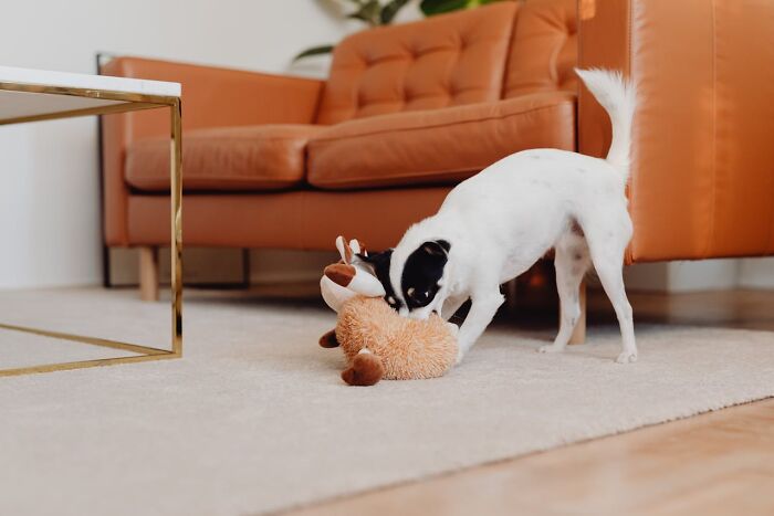 Small black and white dog playing with a stuffed toy on a carpet in a modern living room, highlighting obvious things awareness.