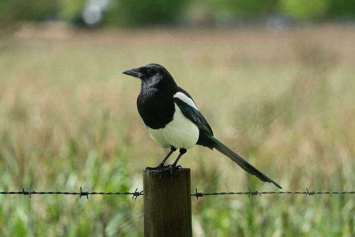 Black and white bird perched on a wooden post in a rural field, showcasing a super normal thing country setting.