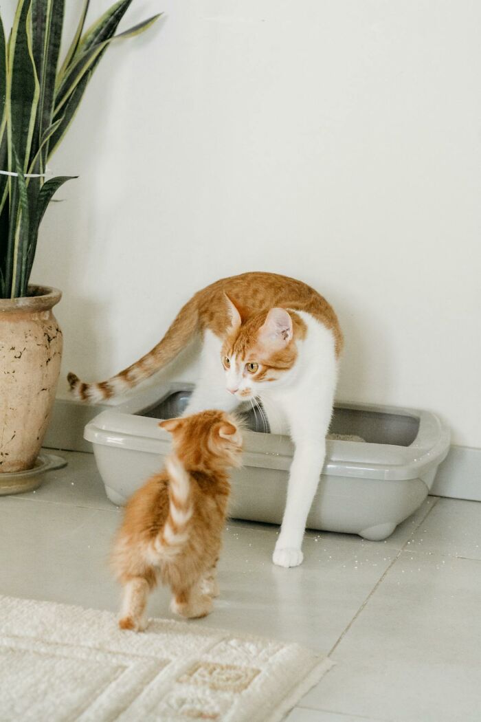 Two orange and white cats near a litter box in a bright room with a potted plant and tiled floor.