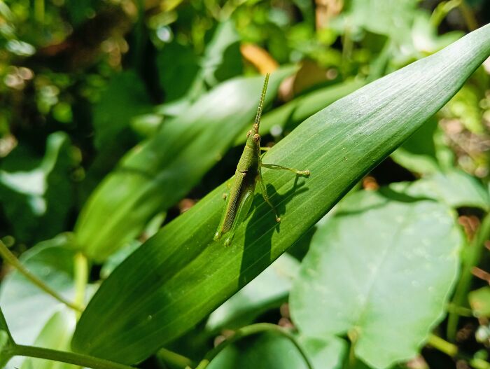 A green grasshopper perched on a leaf in a lush garden setting.