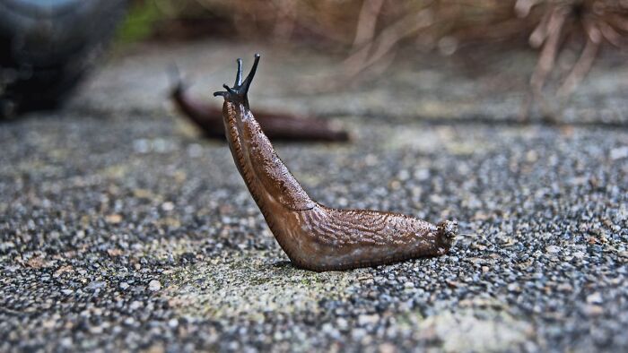 Slug on a gravel surface, resembling disturbing and disgusting finds in medical stories.