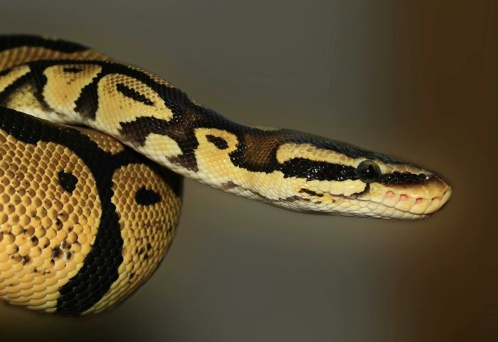 Close-up of a coiled snake showcasing detailed scales and patterns in a wild animal chaos story setting.